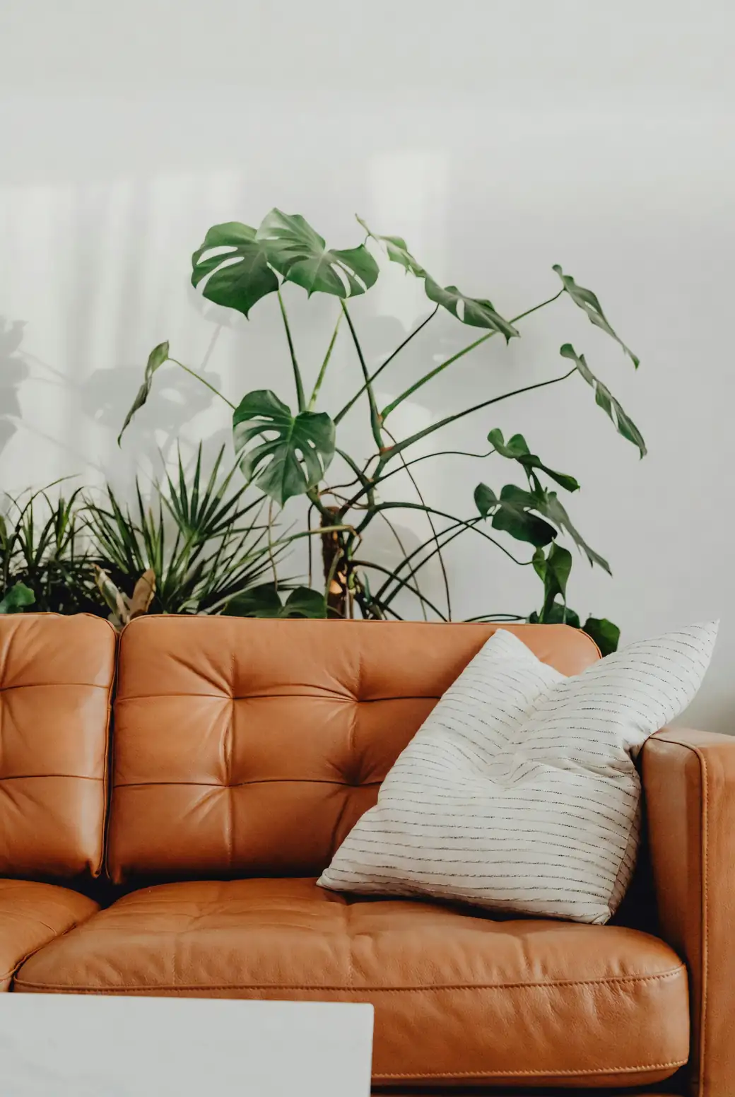 Green Thumbs Up: Avoiding Common Plant Care Pitfalls