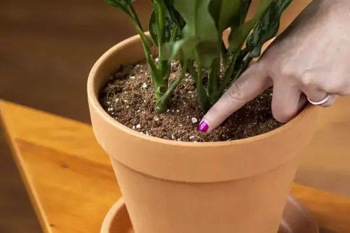 watering houseplant soil check