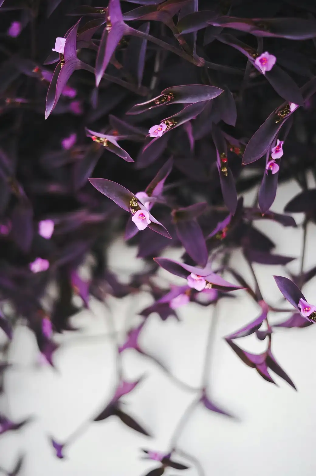 pruning purple heart plant