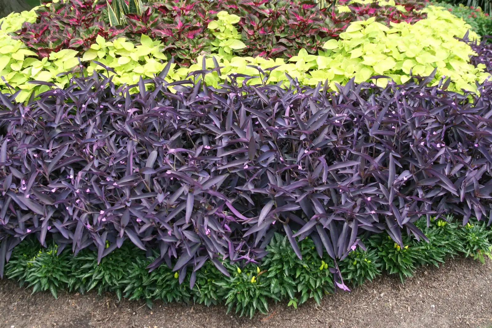 Companion Planting with Purple Heart: Perfect Matches for Your Garden