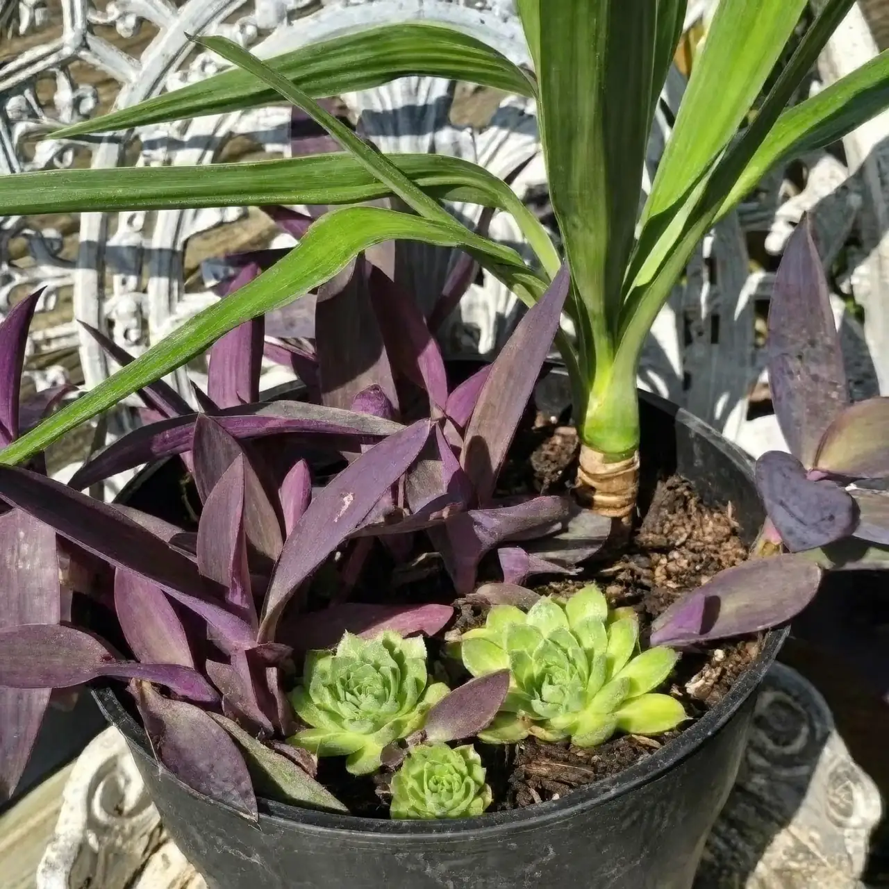 yucca and purple heart contrast