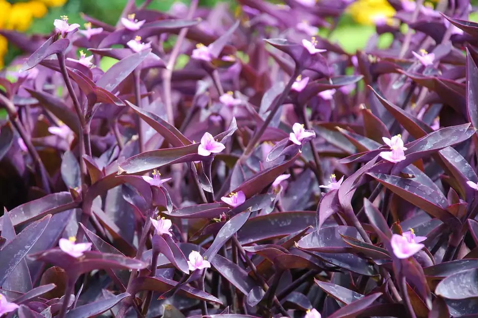 licorice plant and purple heart