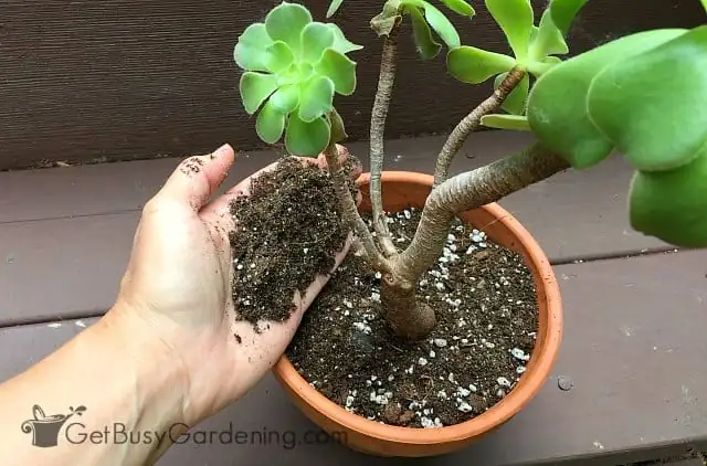 repotting succulent cactus mix