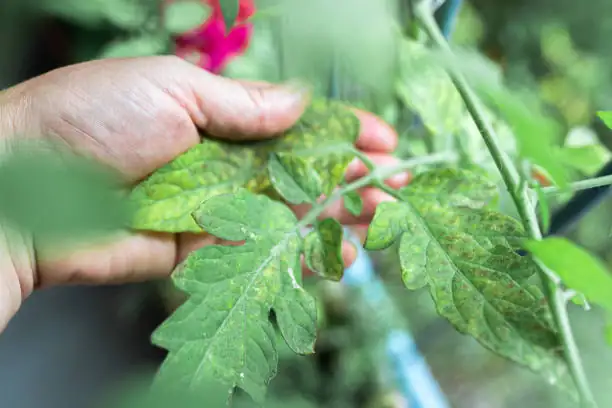 observing houseplant health