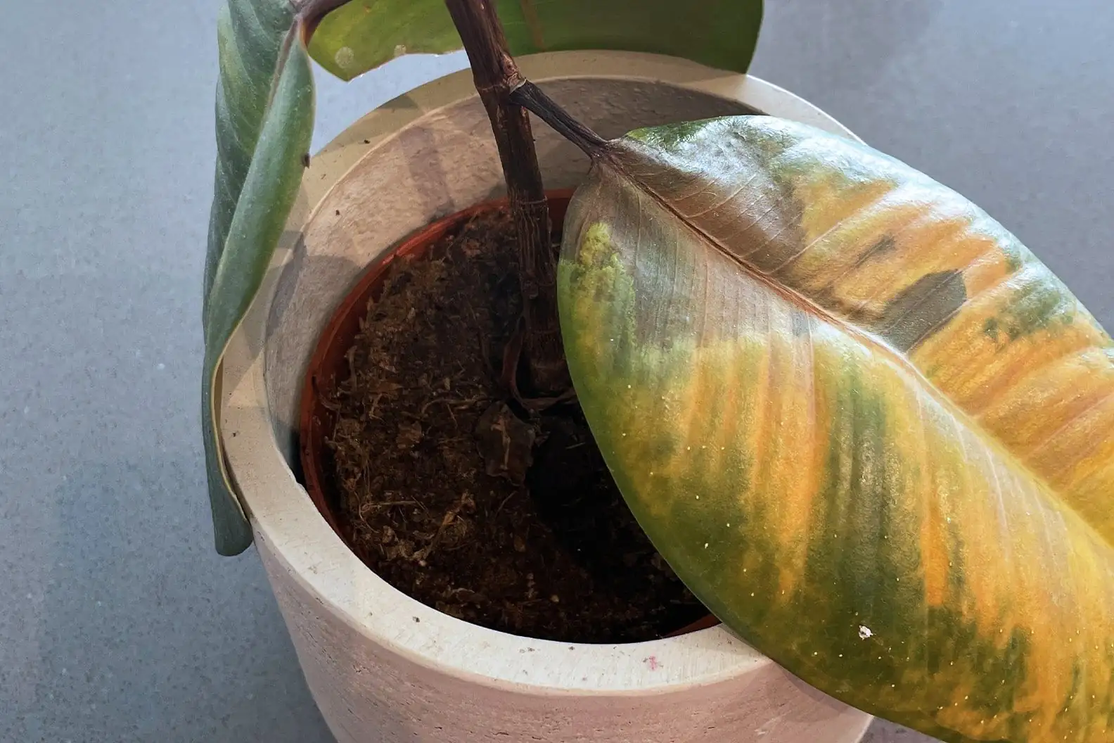Waterlogged Woes: How Too Much Love Can Drown Your Plants