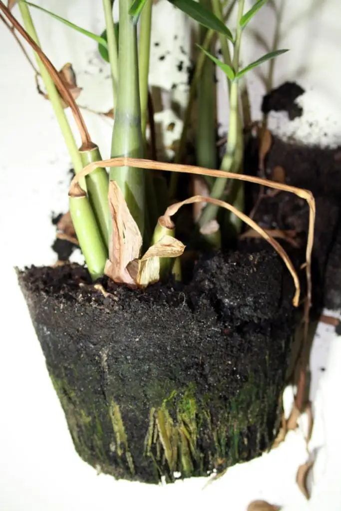 root rot plant roots