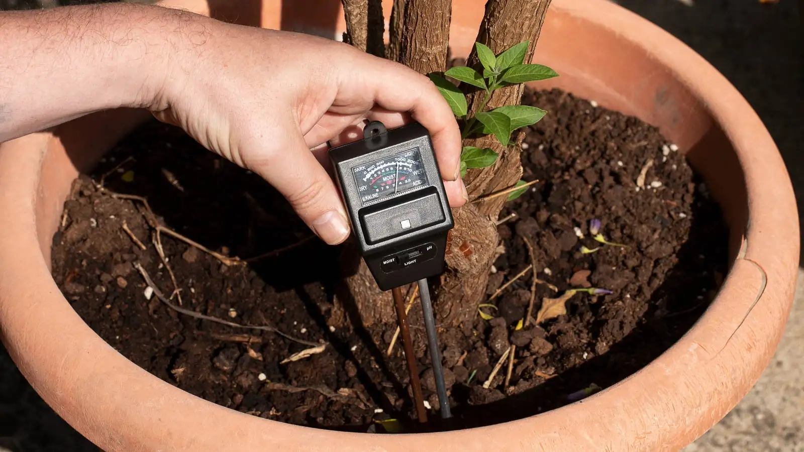 moisture meter in plant pot