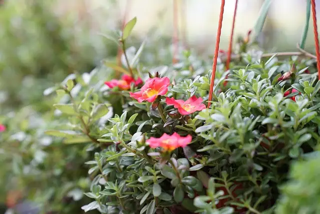 online plant community discussion