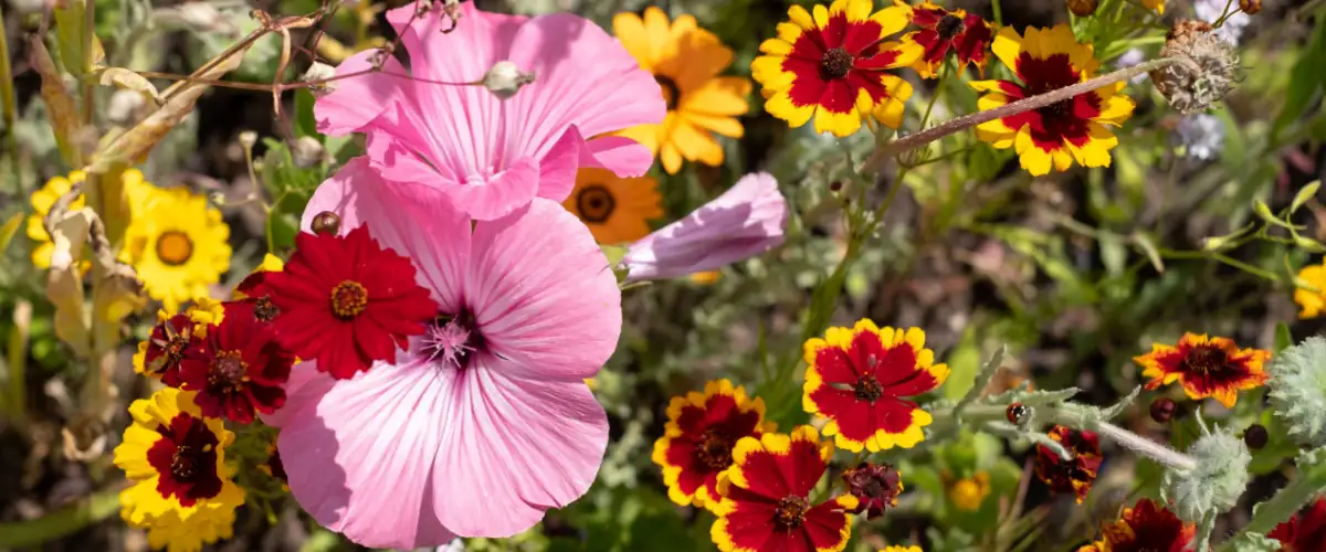 diverse plant species in garden
