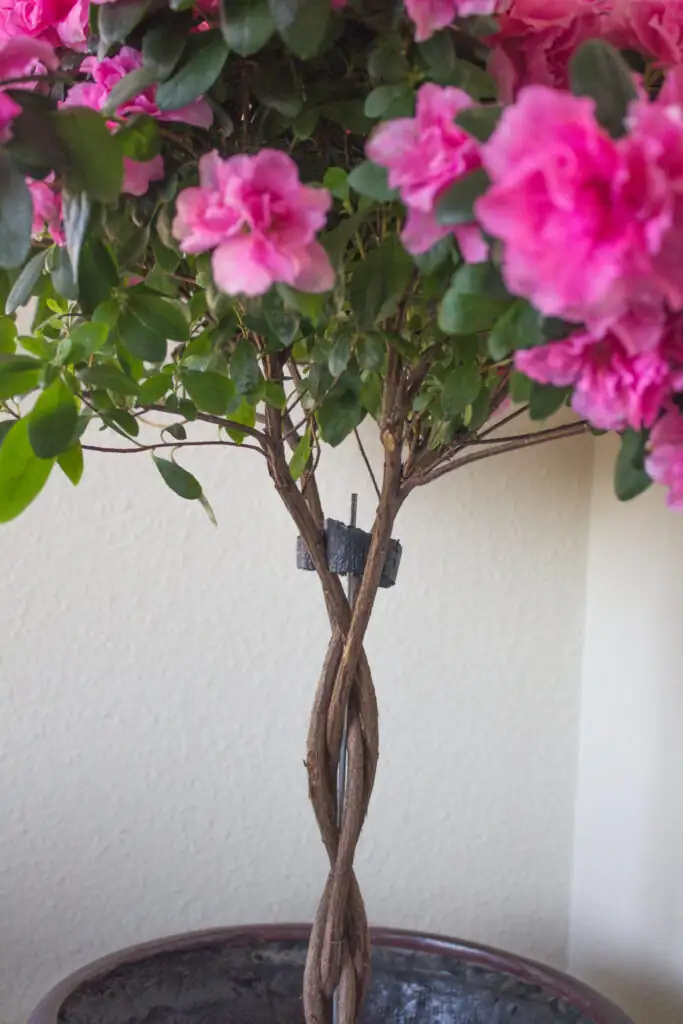 Unlock the Secrets: How to Keep Your Azalea Blooming All Spring!