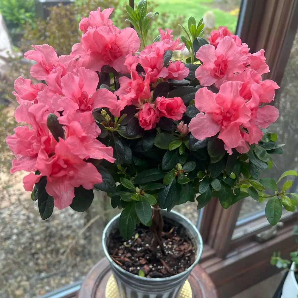 azalea near window filtered light