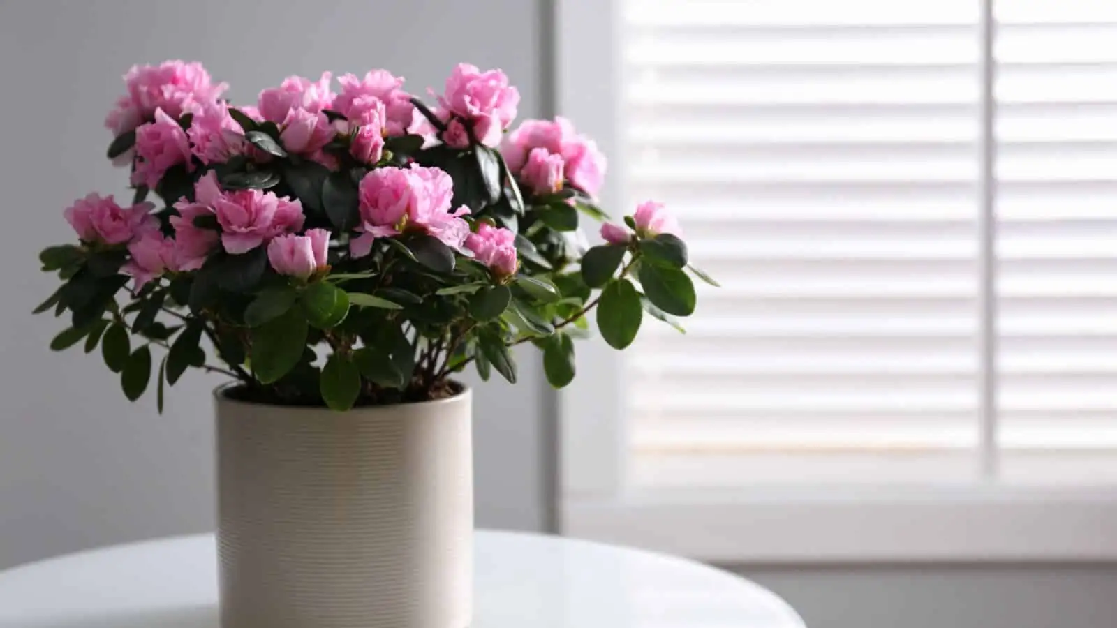 azalea cool indoor environment
