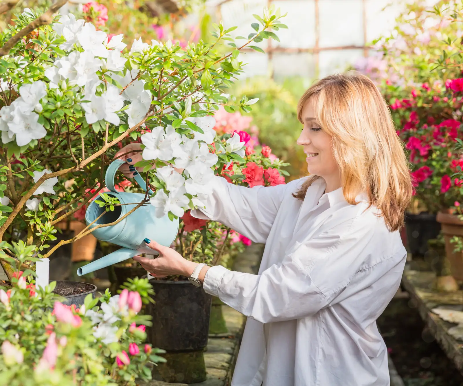 azalea soil watering care