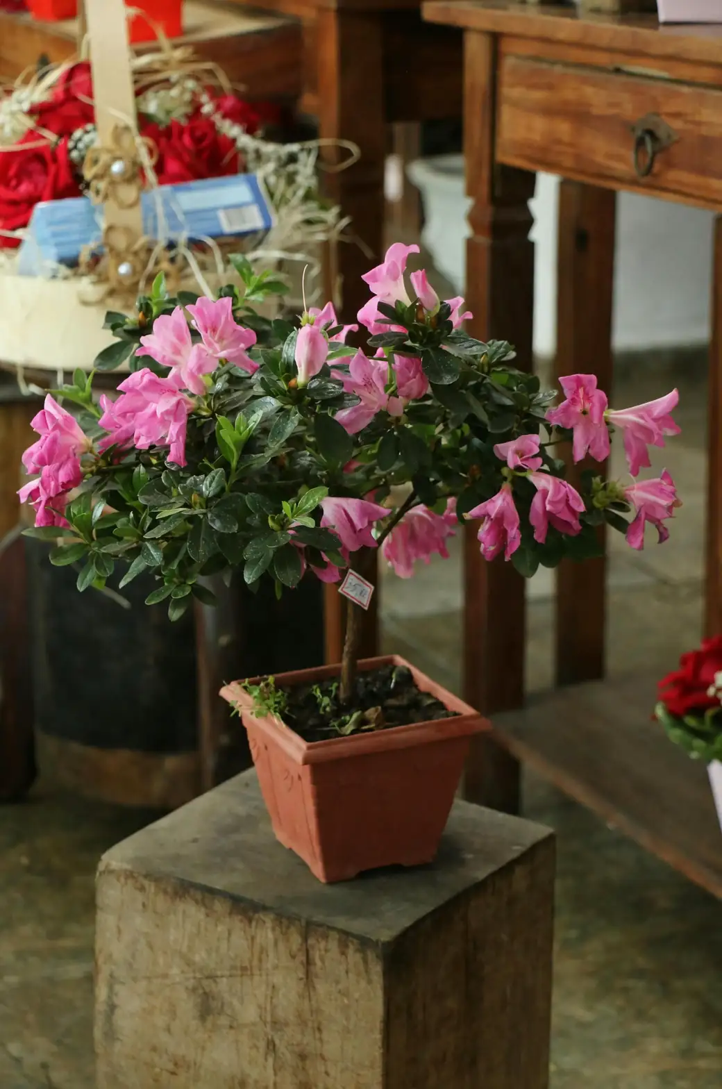 Battling Tiny Invaders: How to Protect Your Azalea from Pests