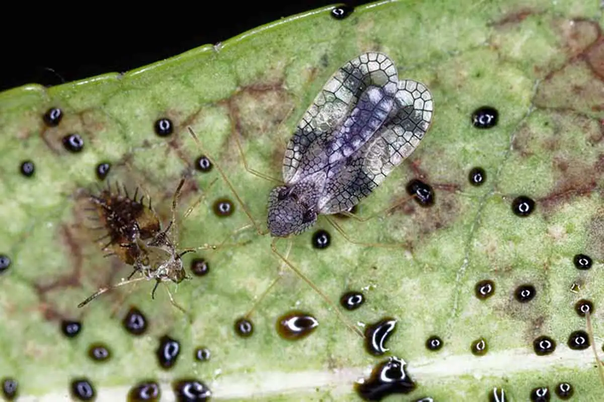 azalea lace bug on leaf close-up