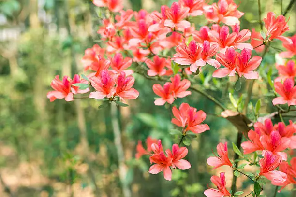 From Ancient Forests to Modern Homes: The Fascinating Journey of Rhododendron simsii