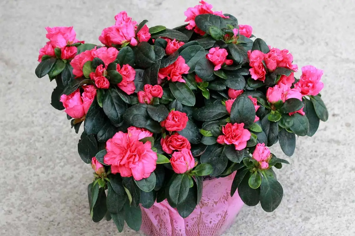 indoor azalea plant in pot