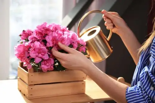 azalea care indoor watering