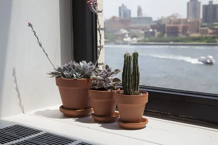 Bringing the Outdoors In: A Simple Guide to Nurturing Happy Houseplants