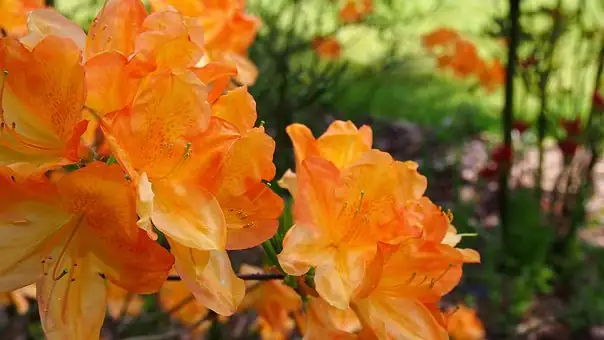 azalea festival Japan