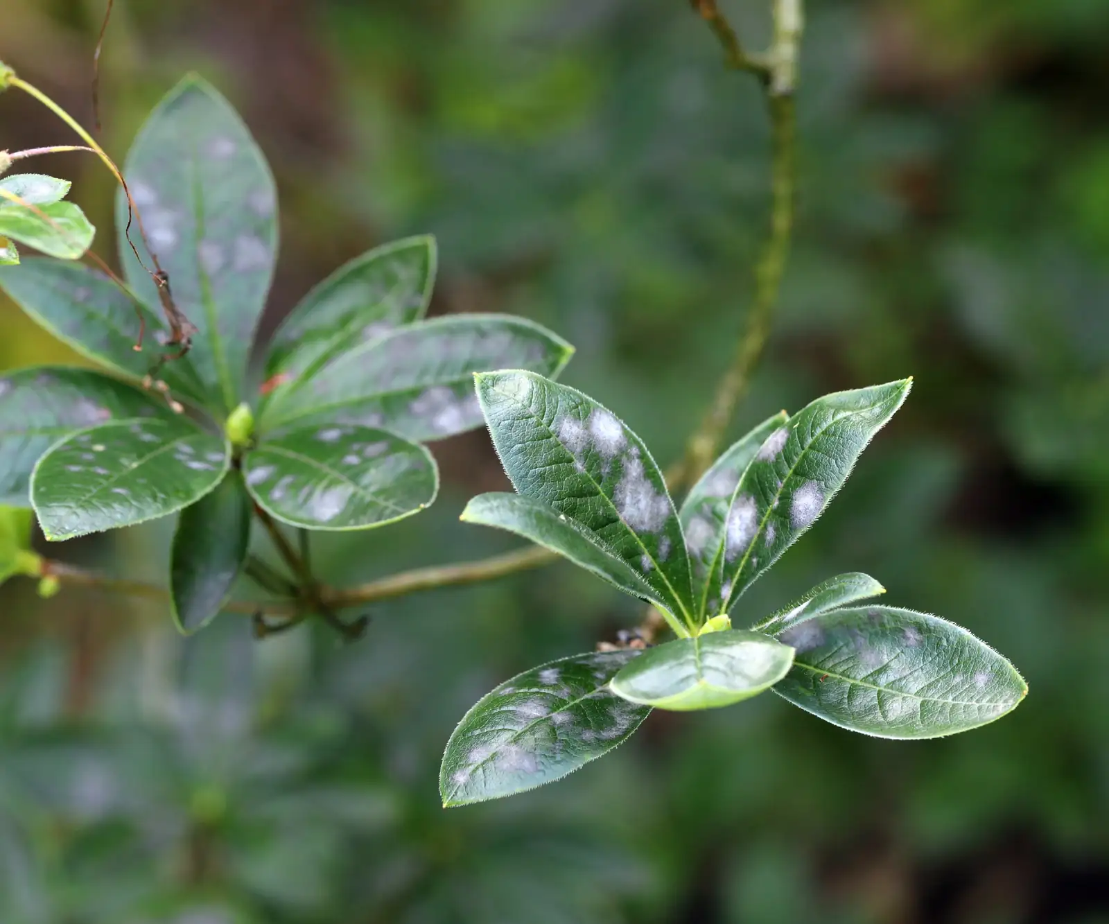 azalea plant with warning sign