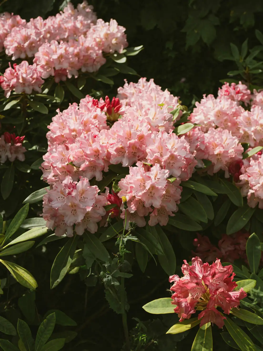 rhododendron variety garden