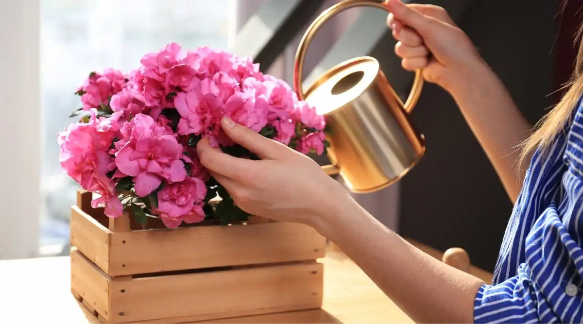 azalea care watering hands