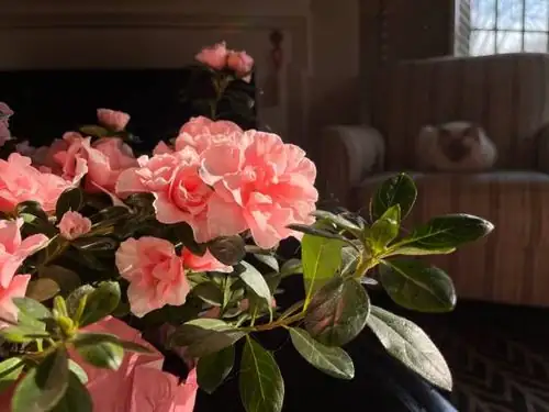 Design with Nature: Using Azaleas to Transform Your Living Space