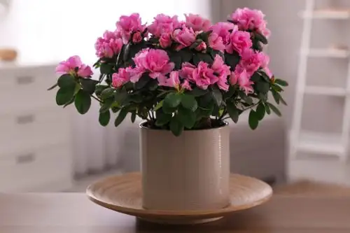 azalea potted arrangement