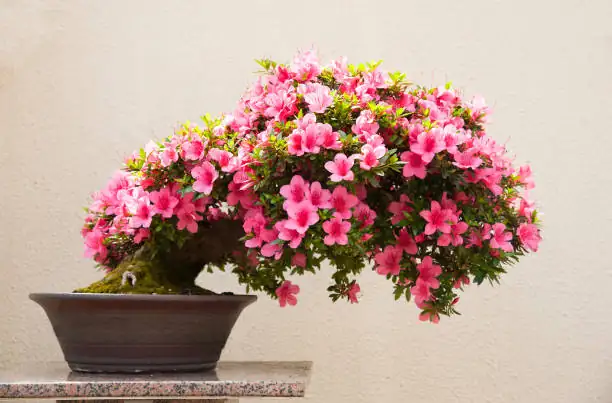 miniature azalea shelf display