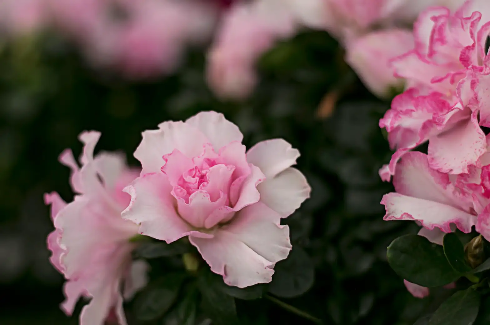 Propagate Like a Pro: Master the Art of Azalea Propagation