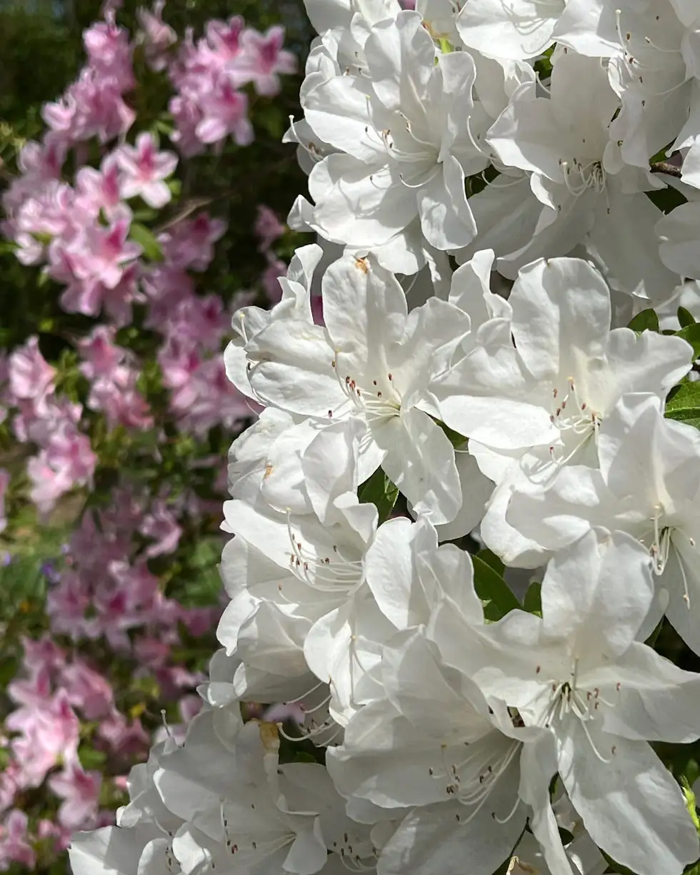 Perfect Partners: Companion Planting with Azaleas for a Thriving Garden