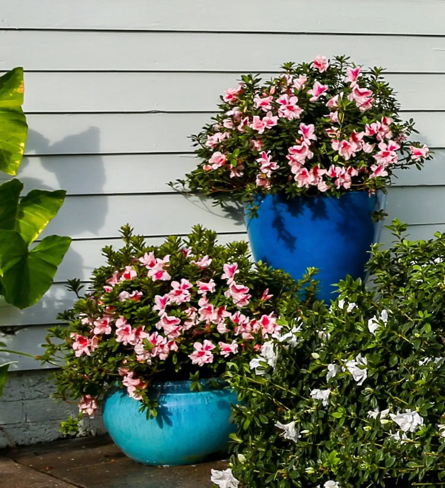 blueberries and azaleas in autumn