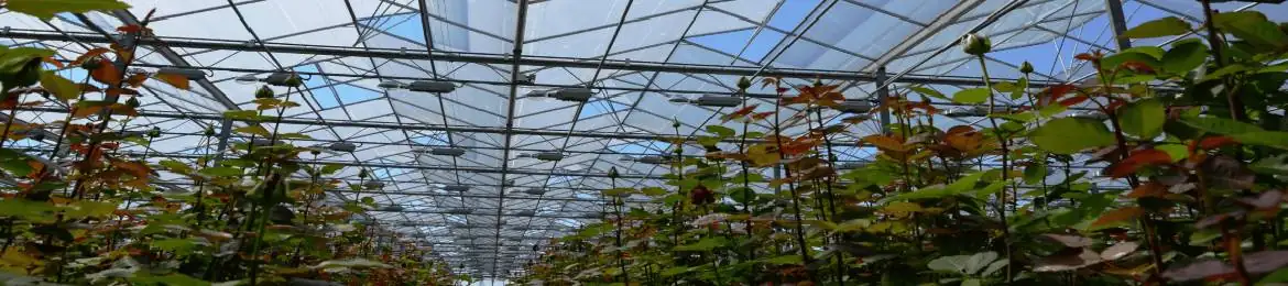 greenhouse diffused sunlight