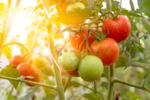 tomatoes in direct sunlight