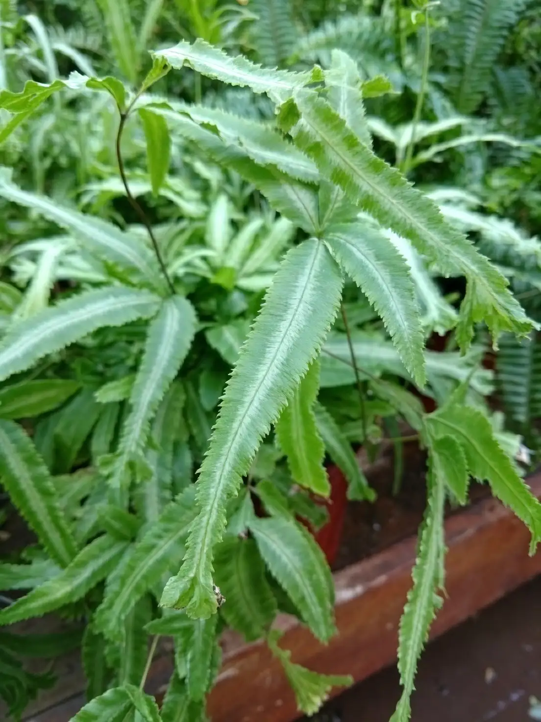 ferns in indirect sunlight