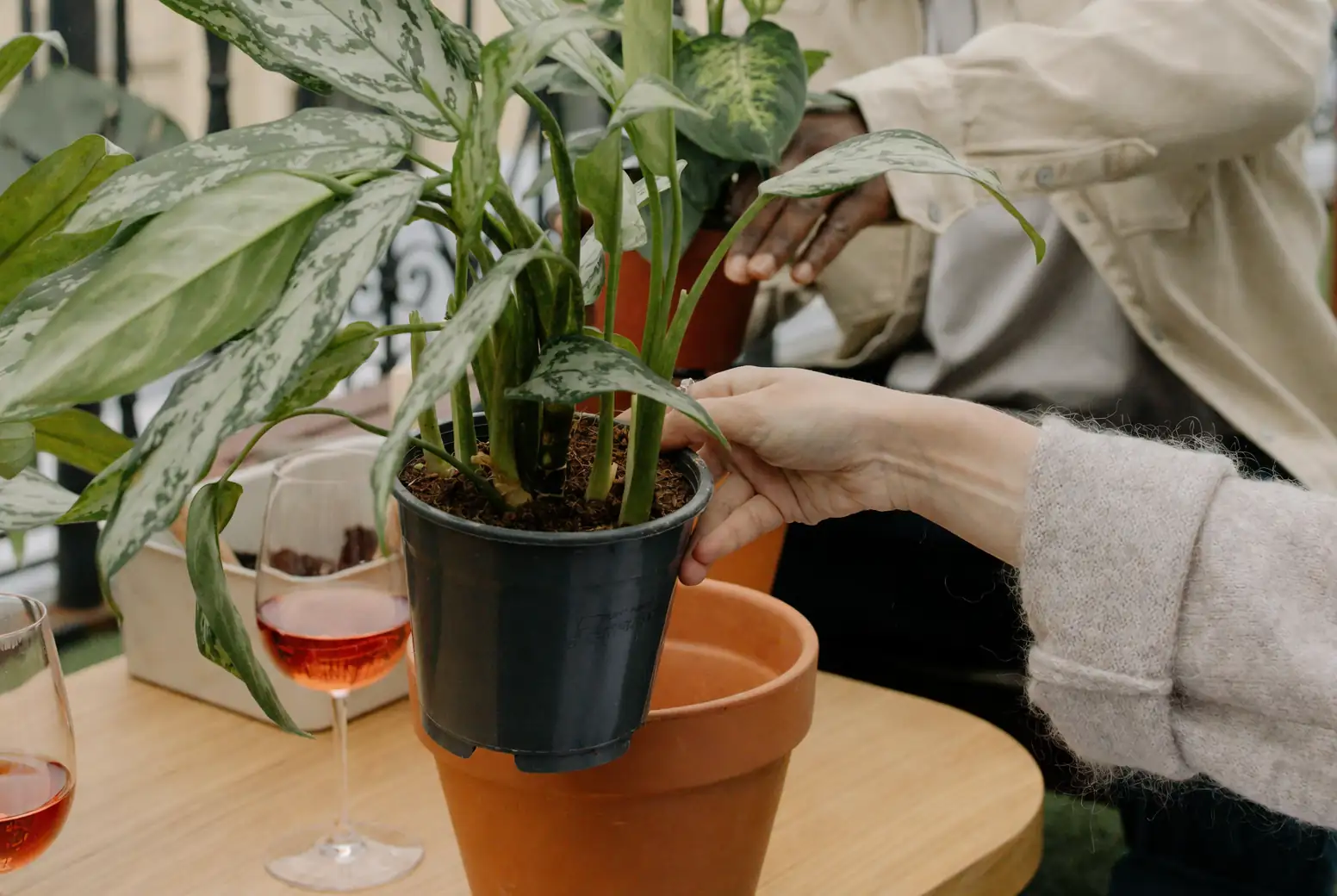 Unlocking Aglaonema’s Green Secrets: Master Watering, Light & Seasonal Care!