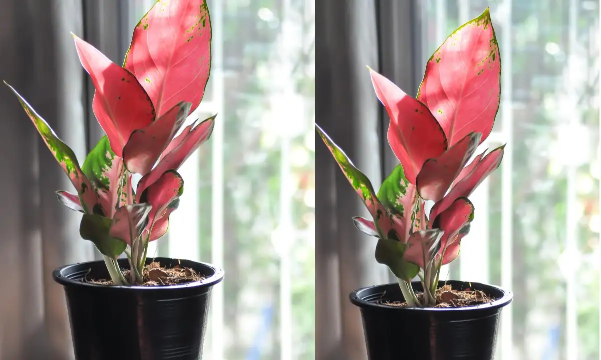 Aglaonema under fluorescent light