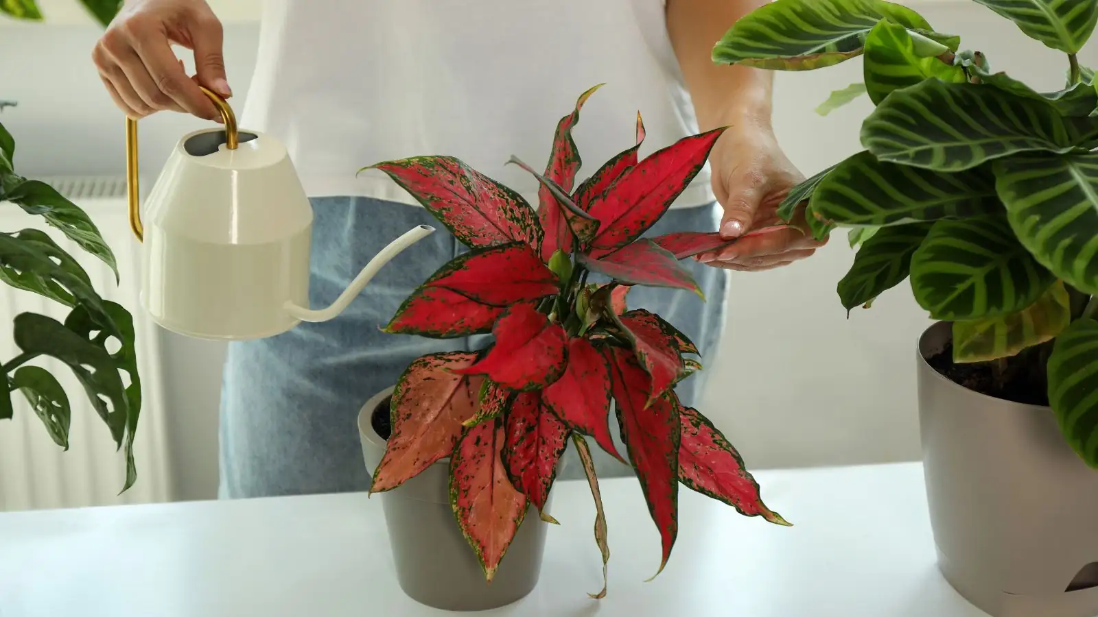 Aglaonema watering process