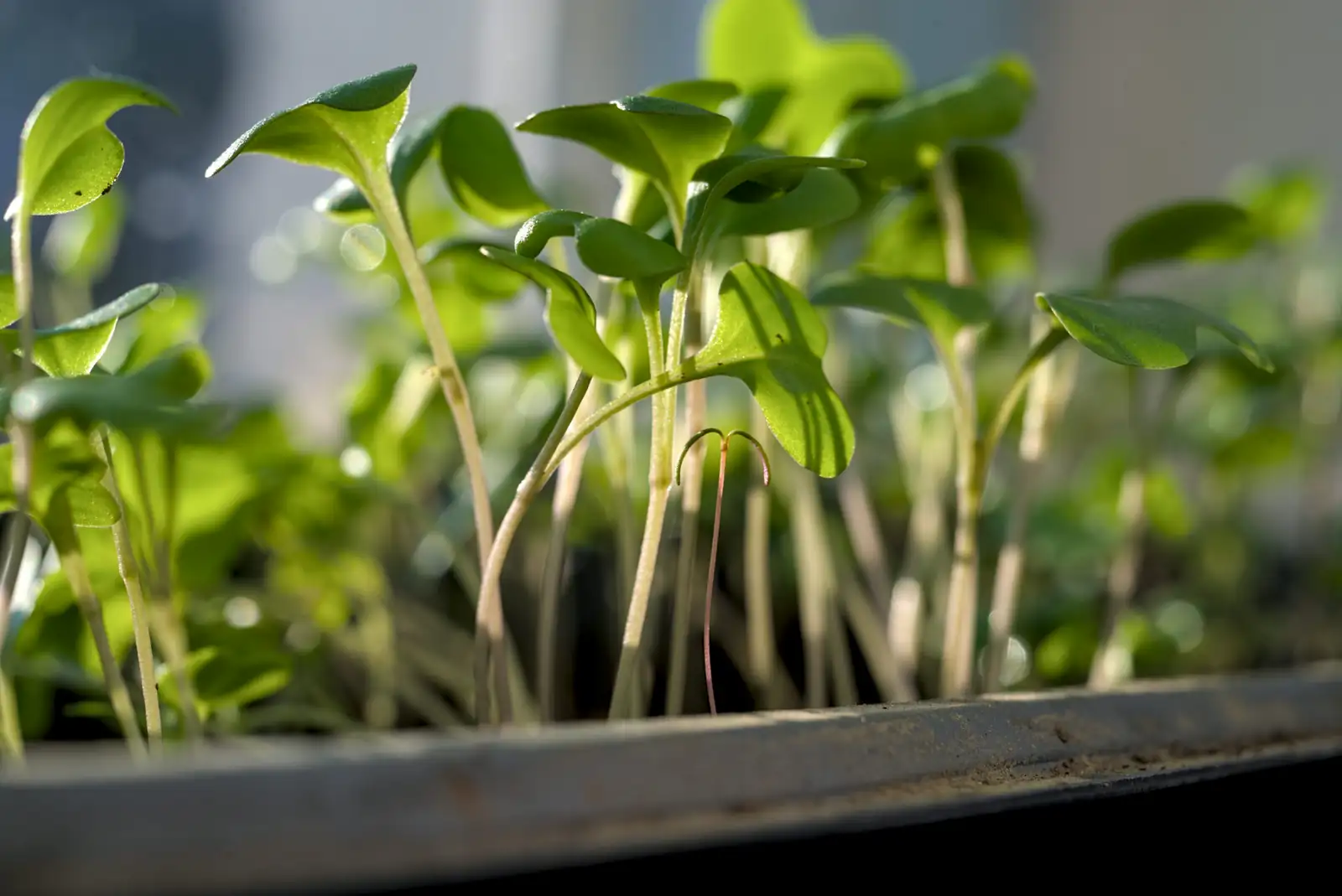 Brighten Up Your Indoor Garden: A Practical Guide to Buying and Using Grow Lights
