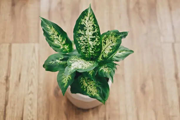 Aglaonema repotting process