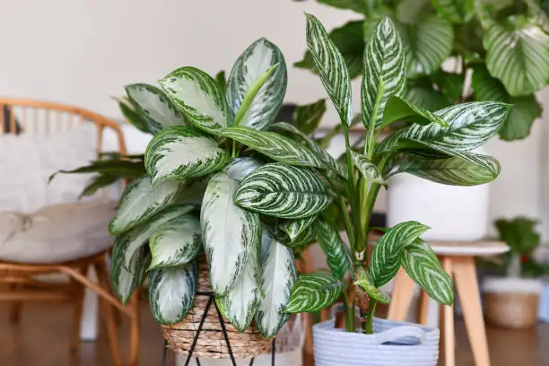 Bugs Beware: How to Identify and Cure Common Pests on Your Aglaonema