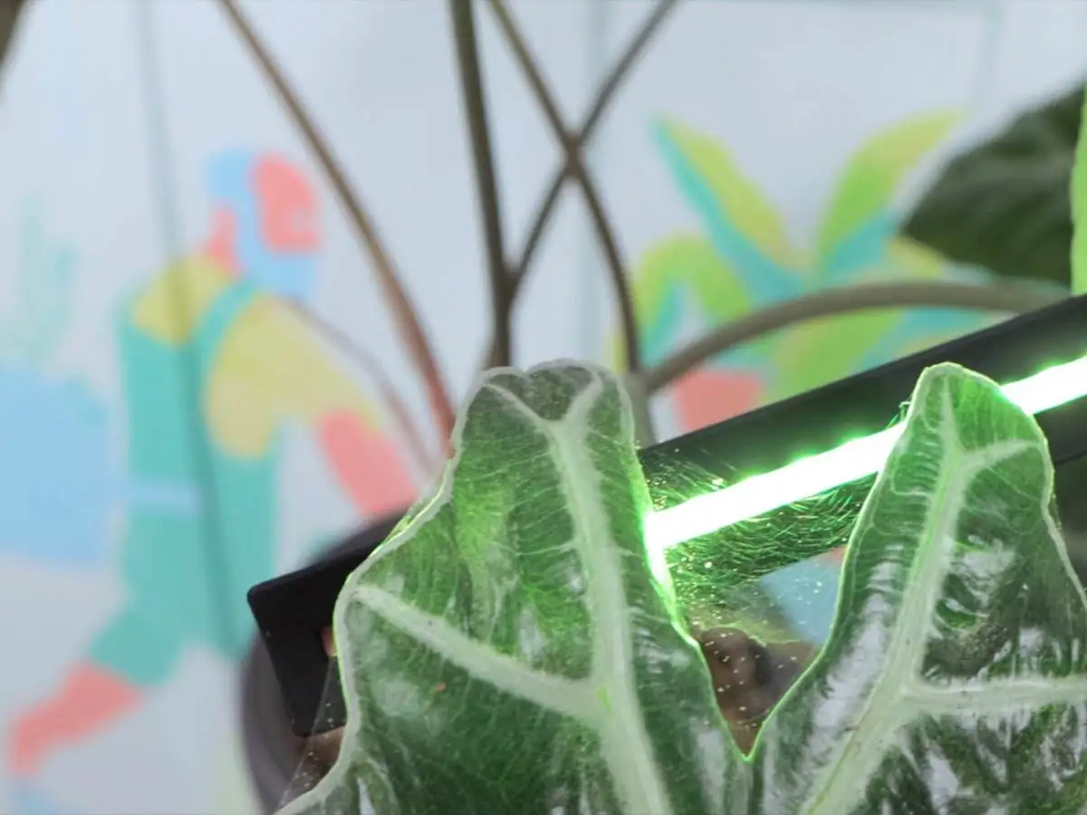 spider mites on aglaonema leaves