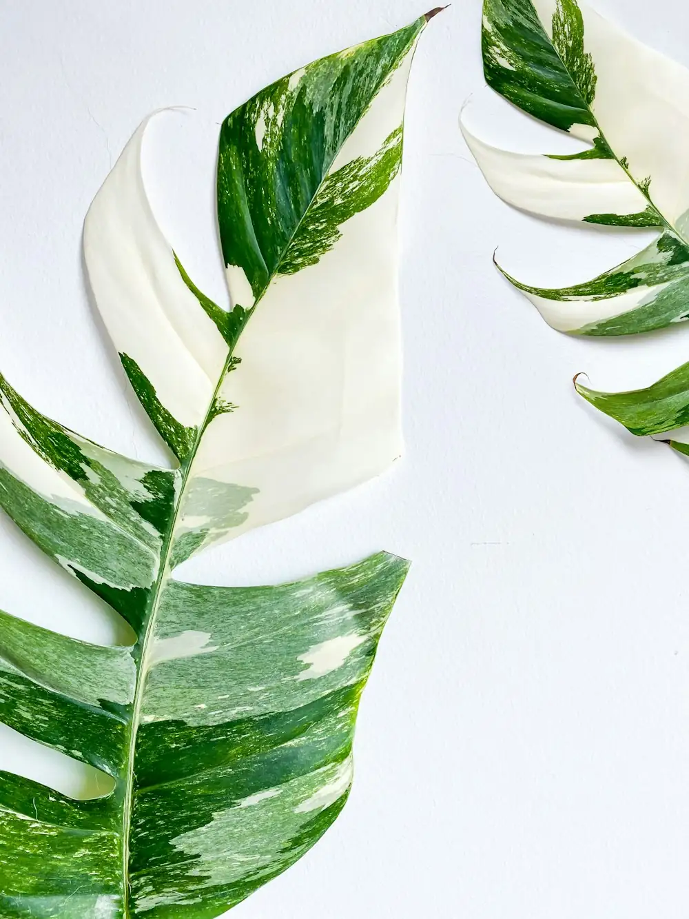 mealybugs on aglaonema leaf joint
