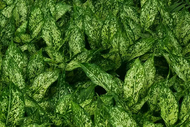 Aglaonema leaf patterns close-up