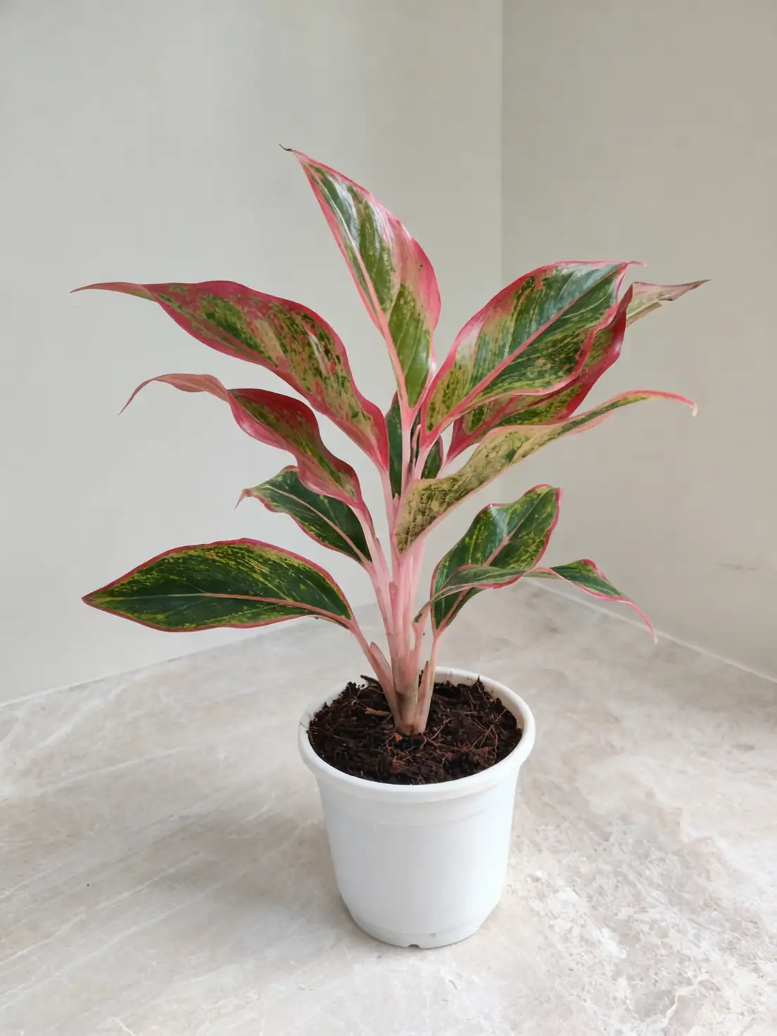 Aglaonema in indoor setting