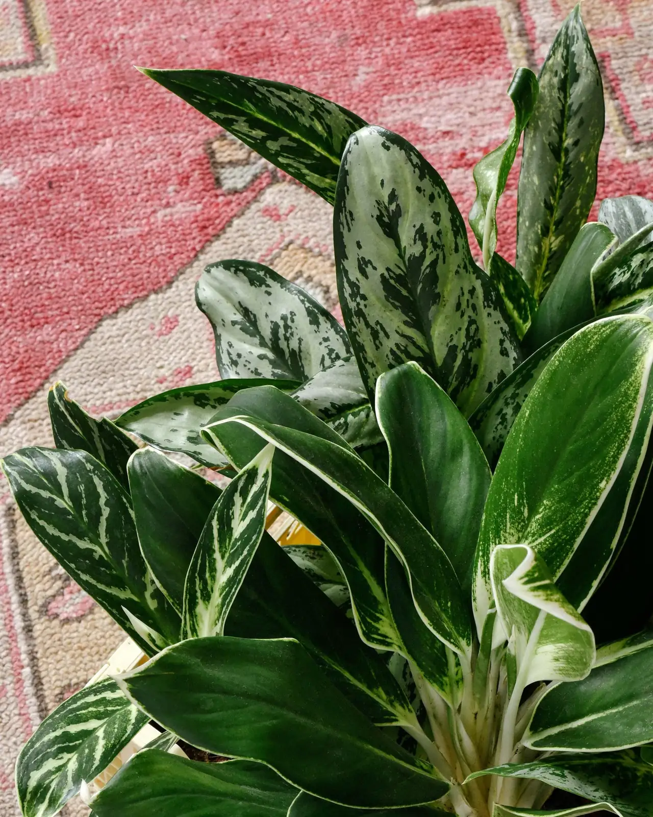 Aglaonema in feng shui setting