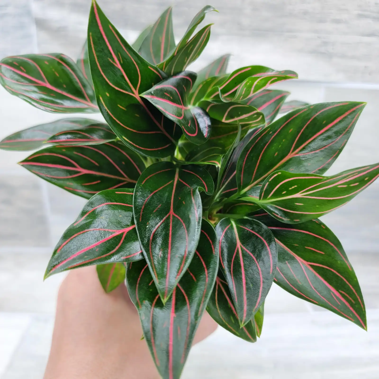 aglaonema in office setting
