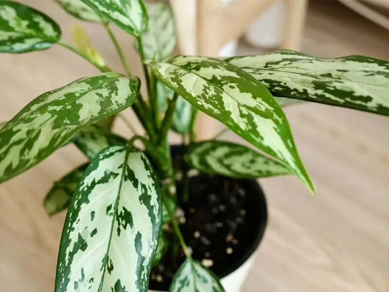 aglaonema air purifier effect