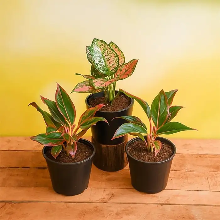Good Luck, Prosperity, and More: The Deep Symbolism of Aglaonema in Asian Culture